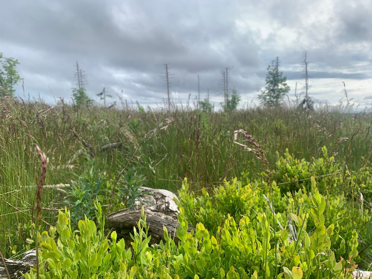 Zwischen Dichtung und Content Creation. Heinrich Heines „Die Harzreise“ als&nbsp;Reiseblog?