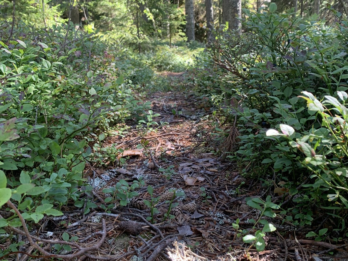 Trampelpfad & Holzweg. Was Wandern mit der Sprache zu tun&nbsp;hat.