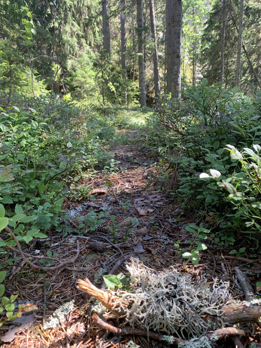Trampelpfad & Holzweg. Was Wandern mit der Sprache zu tun hat.