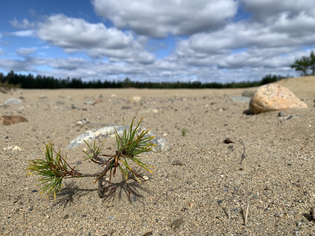Die Kiefer – ein konkurrenzschwaches Auslaufmodell oder der Baum der&nbsp;Postapokalypse?